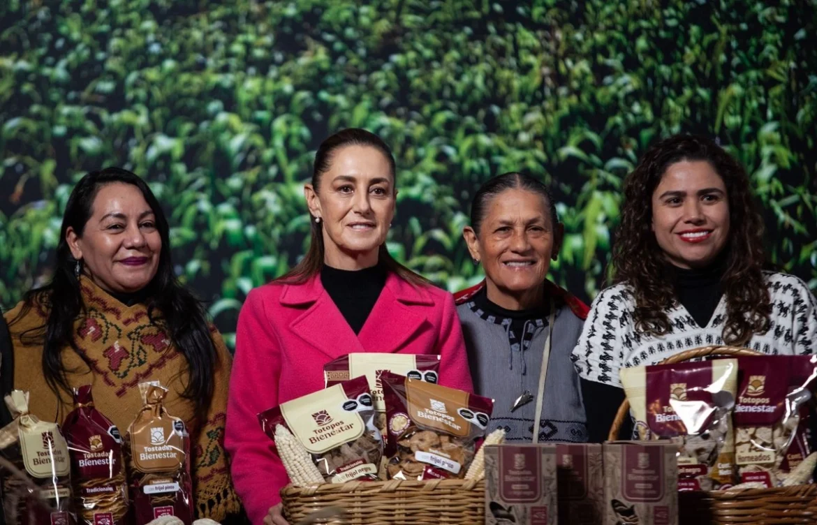 Sheinbaum presenta programa para conservar y aumentar la producción de maíz nativo