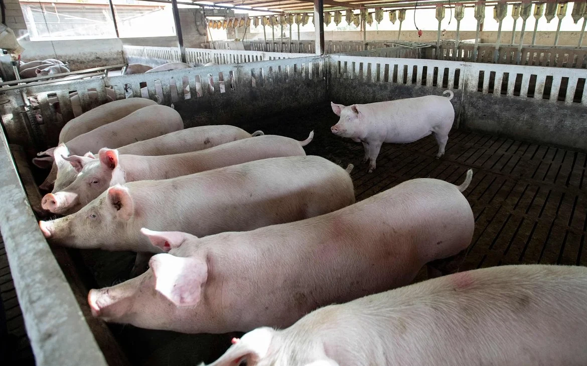 Organizaciones agrarias exigen sacrificar 40 mil cerdos y jabalíes por brote de peste en España